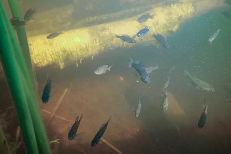 Wisconsin fisheries project receives top national honor